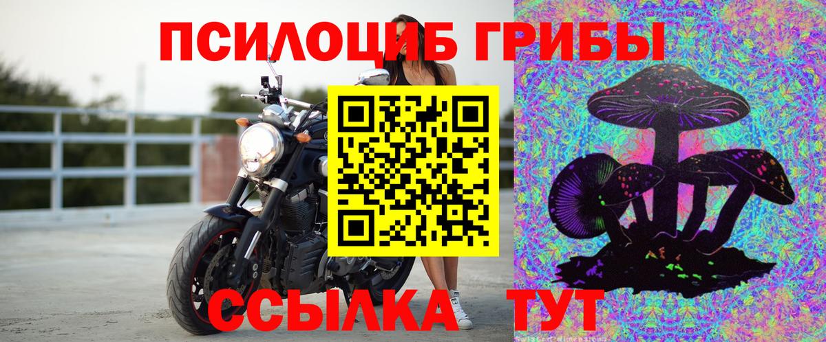 Галлюциногенные грибы Psilocybe Дивногорск
